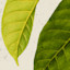 List Logo