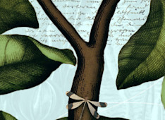 Why Is Abortion Wrong?