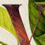 List Logo