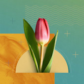 What Is TULIP?