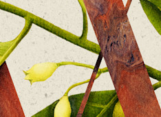 Wisdom and Foolishness