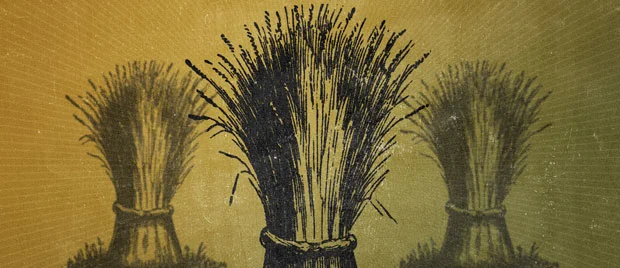 The Book of Ruth: More Than a Love Story by Mark Nussbaum