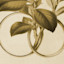 List Logo