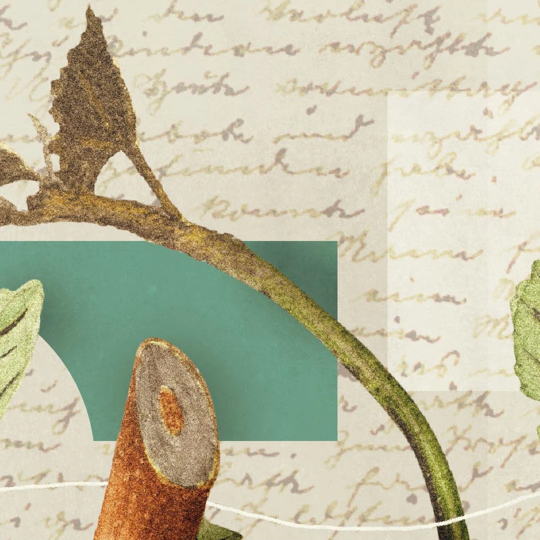 Our Hope in Ages Past by Burk Parsons