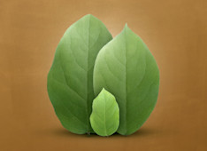 Godly Parenting as a Witness to the World