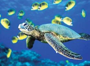 Turtle Hatchery