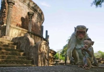 Monkey meets human