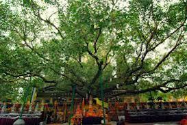 Anuradhapura, City of Kings
