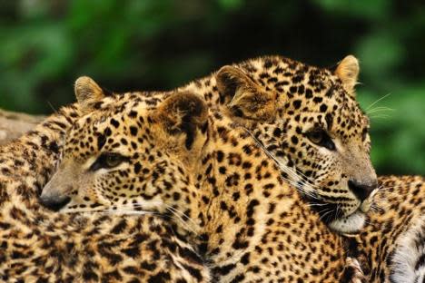 Wilpattu National Park