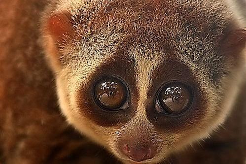 Spot the Slow Loris at night