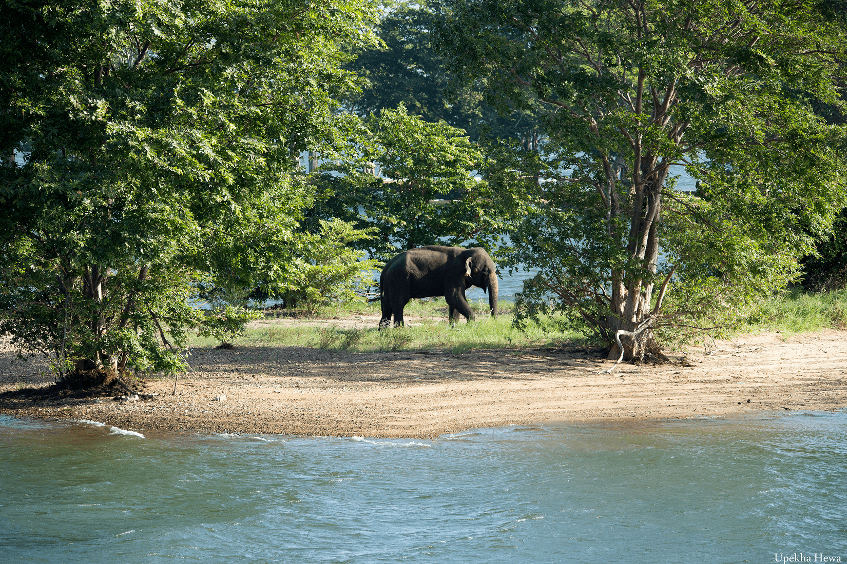 Minneriya National Park
