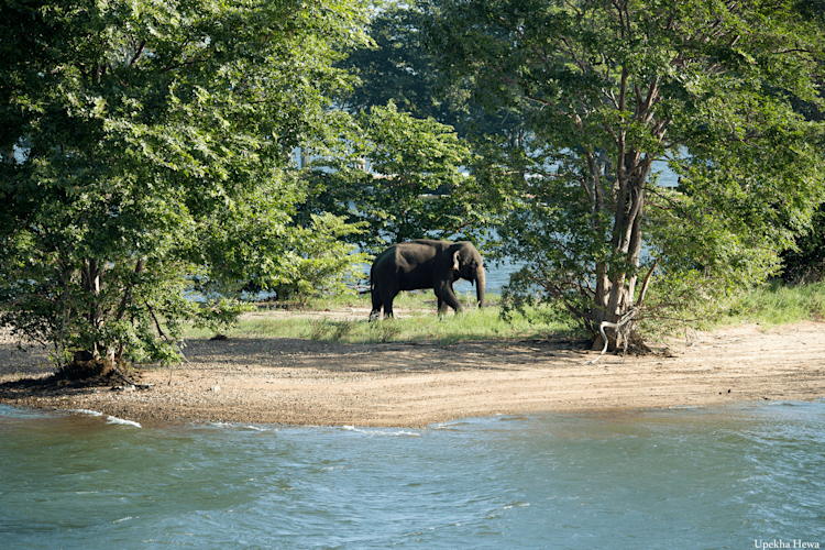 Minneriya National Park