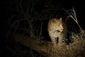 Yala Night Safari and Dinner