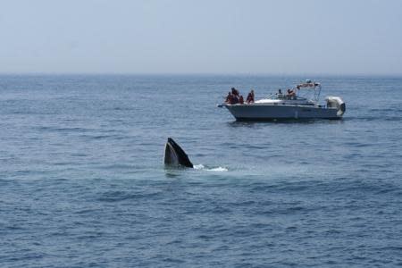 Whale watching