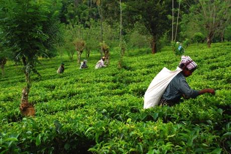 The serendipity of Ceylon tea