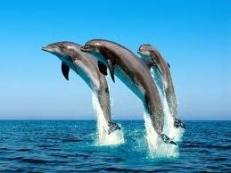 Dance with dolphins