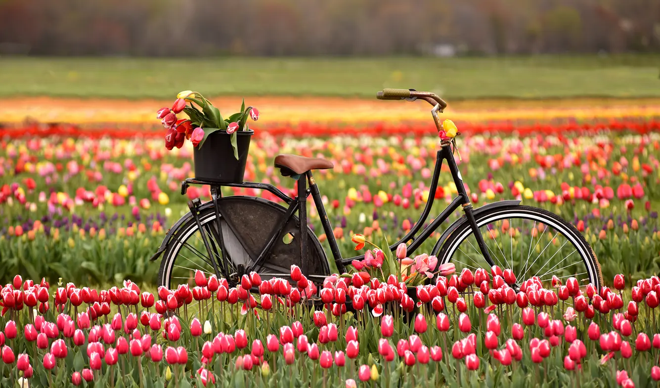 I want to ride my bicycle...through tulip fields!