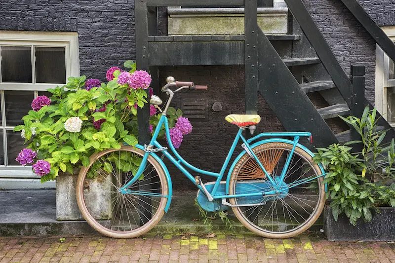 Vintage bicycle with flowers in front of building