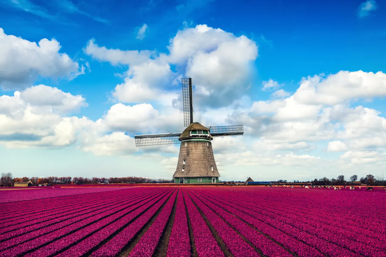 Purple tulips in front of a windmill