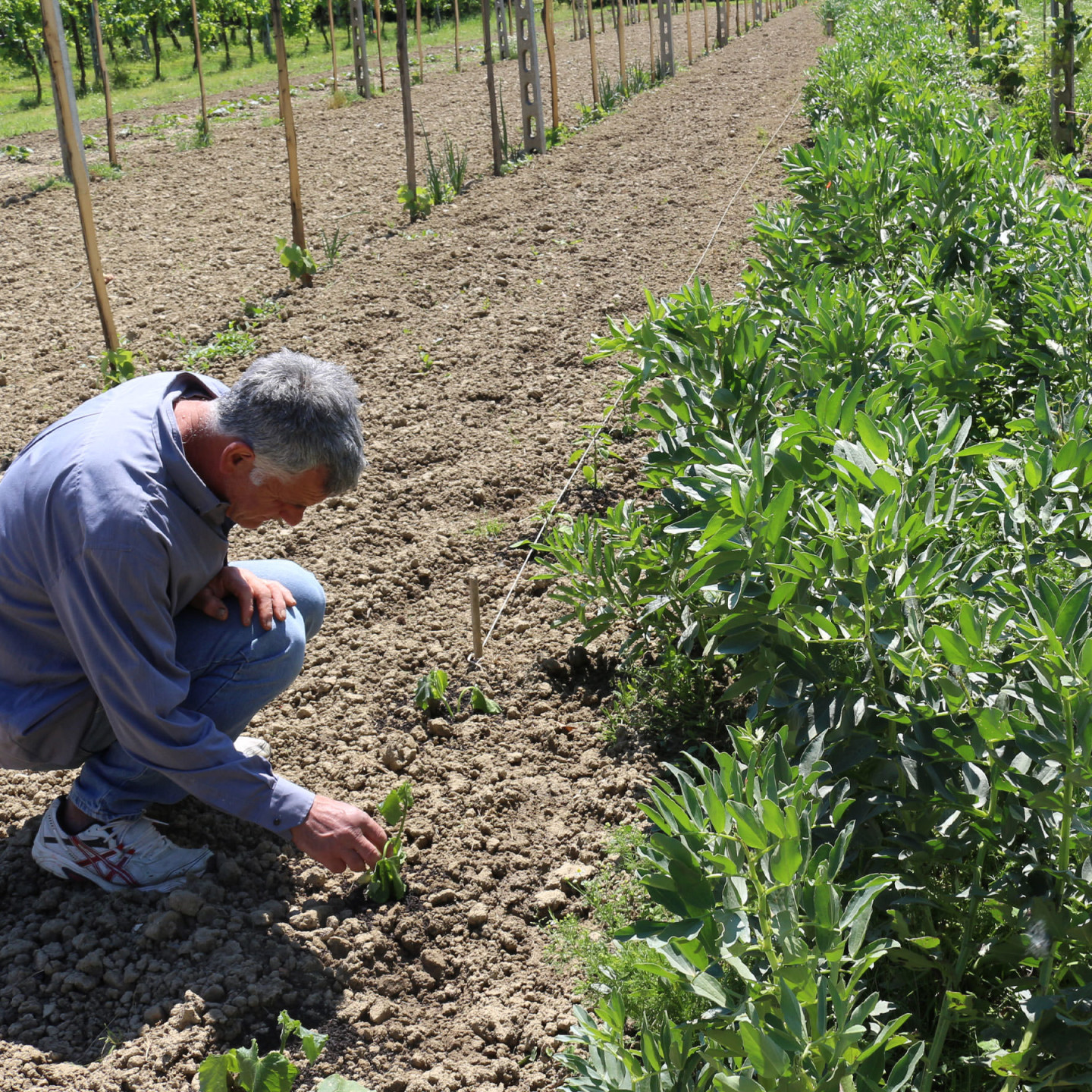 NaturaSi-Agricoltori-Cortesi