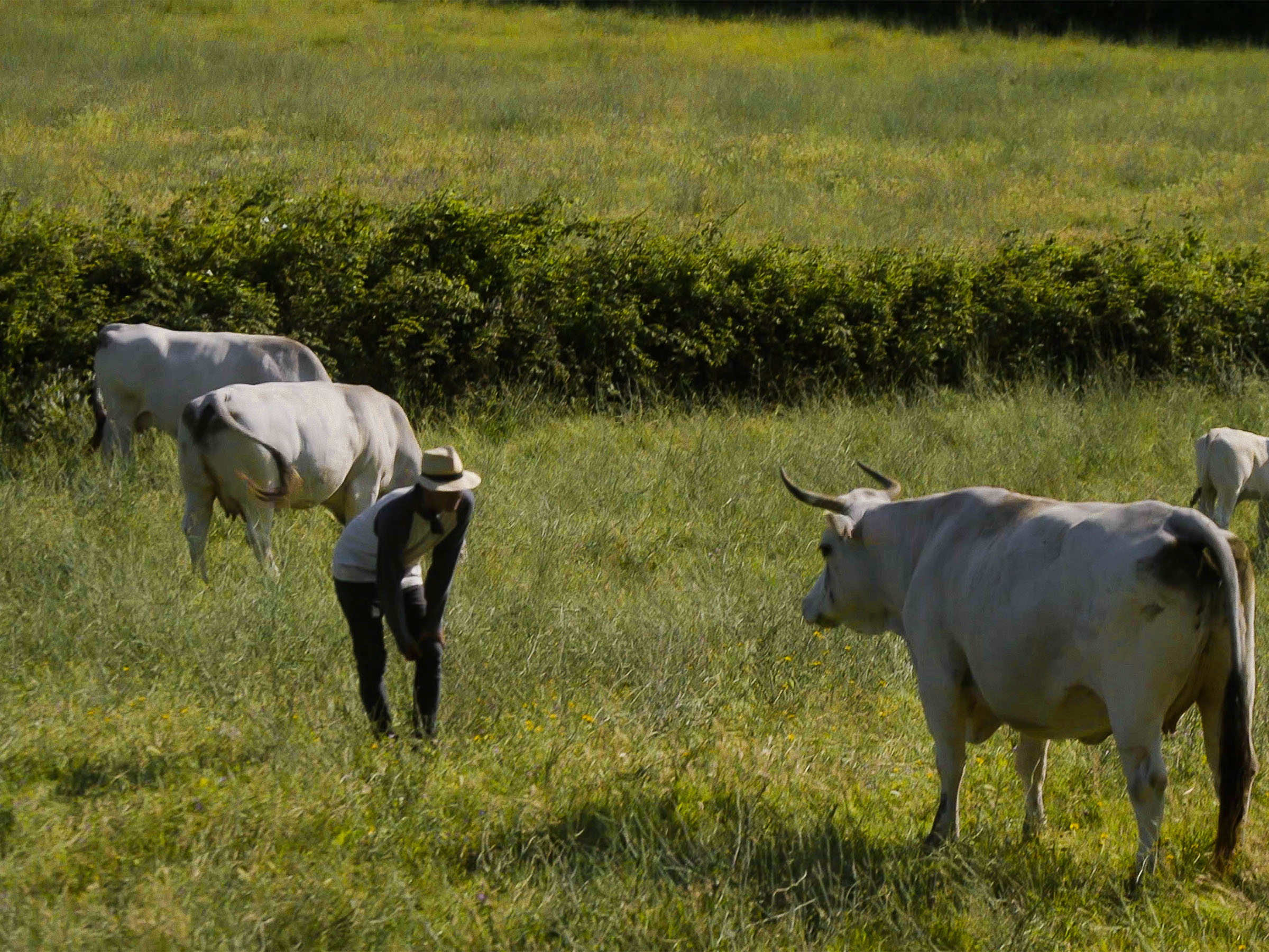 Azienda Agricola Boccea