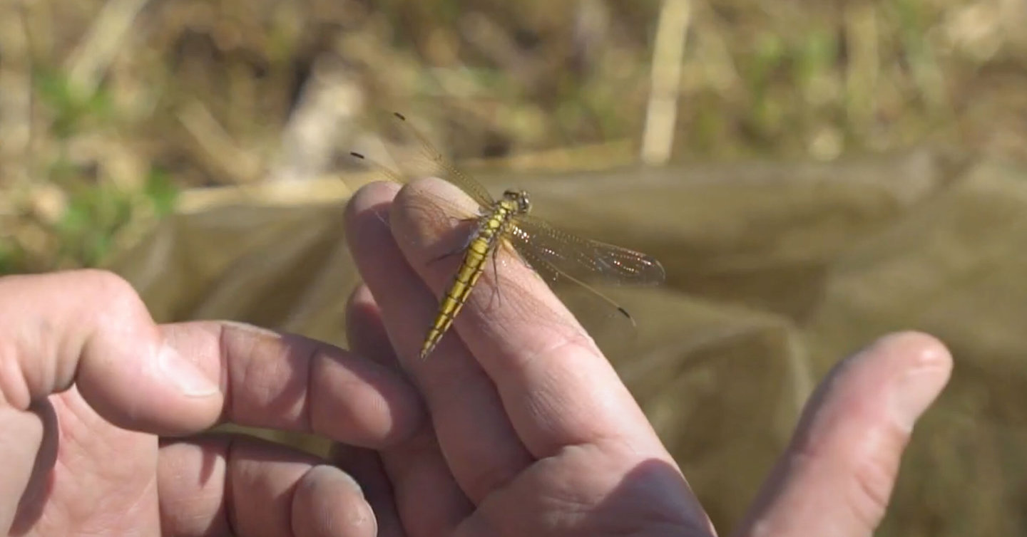 NaturaSi-Bioblitz