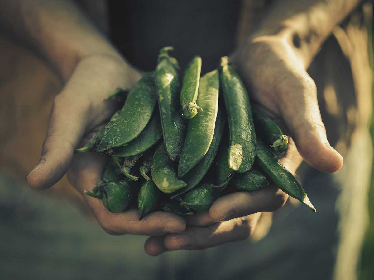 NaturaSi-Frutta-Verdura-Stagionale-Piselli