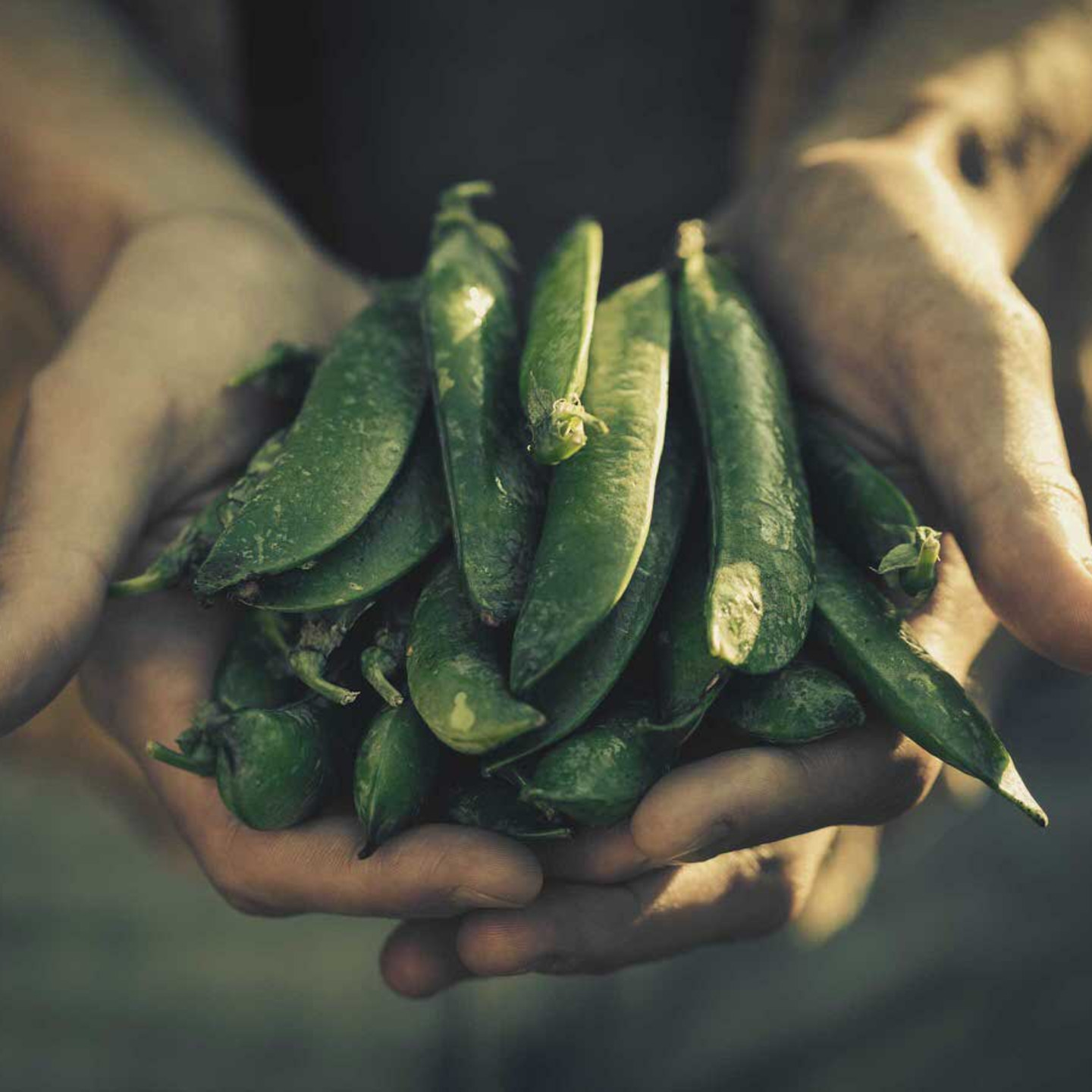 NaturaSi-Frutta-Verdura-Stagionale-Piselli