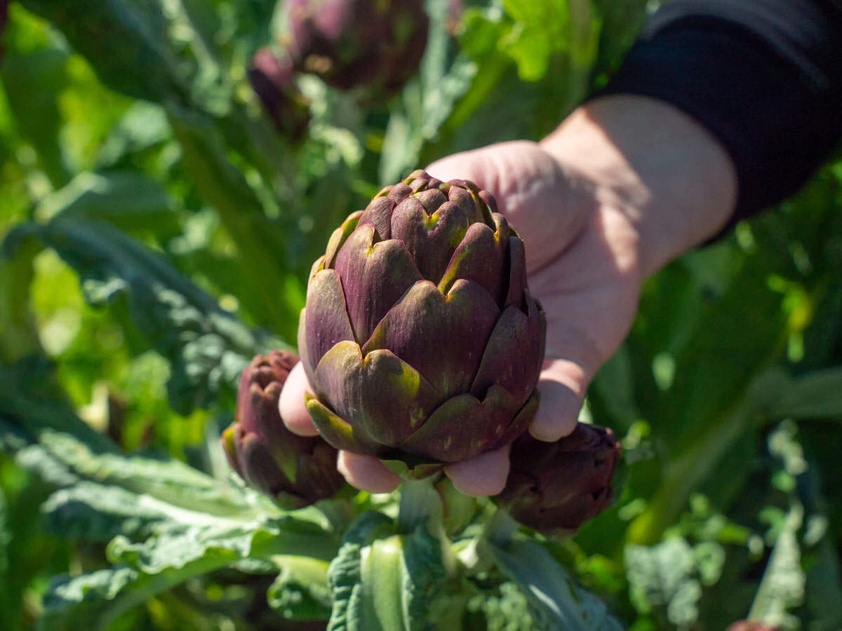 NaturaSi-Frutta-Verdura-Stagionale-Carciofo