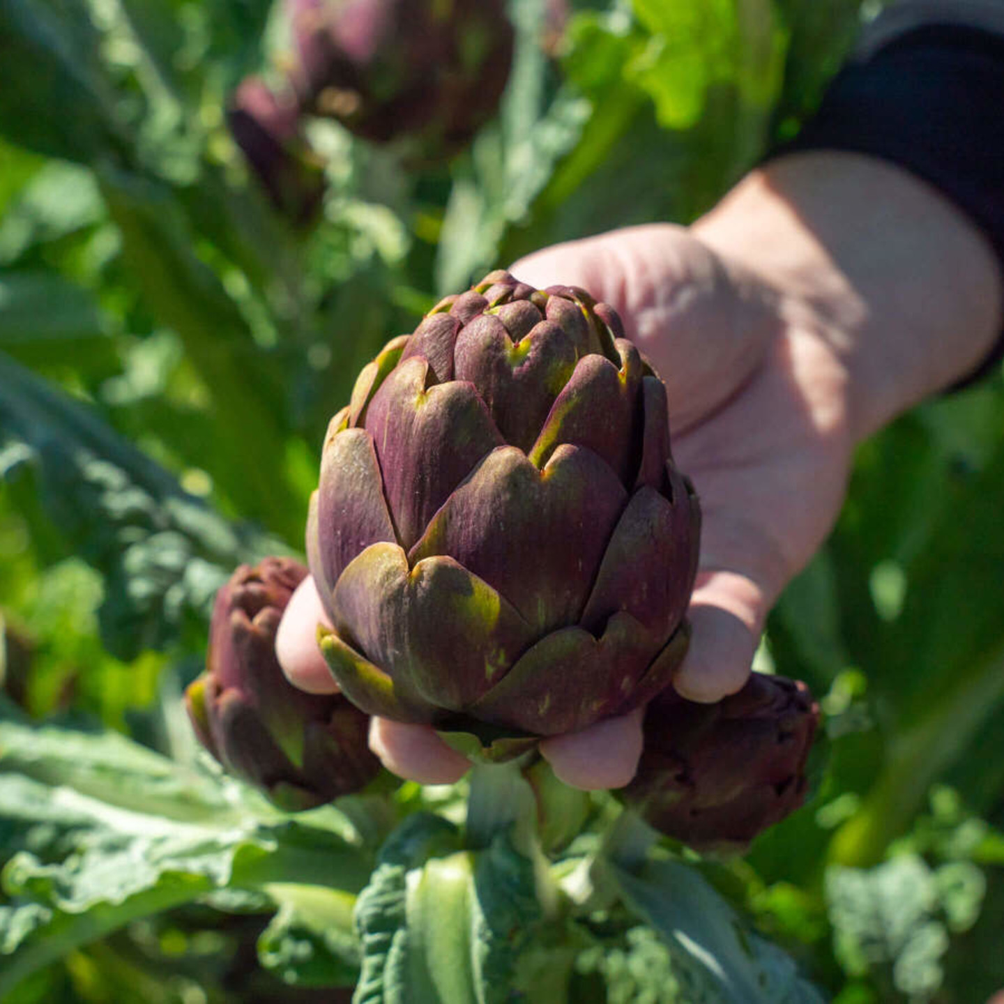 NaturaSi-Frutta-Verdura-Stagionale-Carciofo