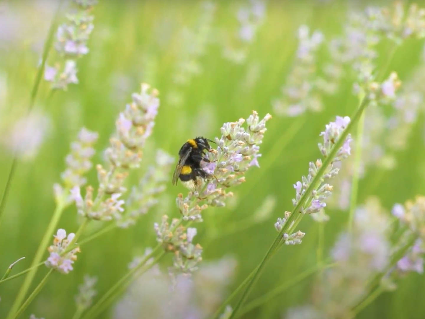 NaturaSi-Biodiversità-campi-UE