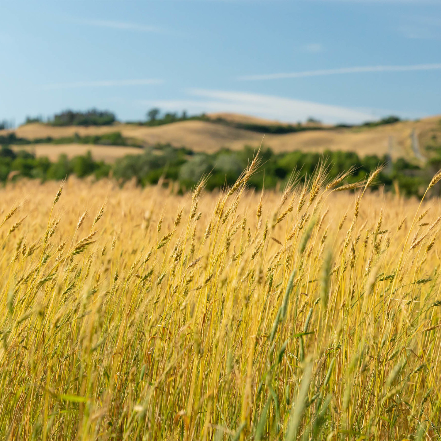 NaturaSi Degustazioni Terre-di-Ecor 0002 Az-Agr-Il-Cerreto-22.jpg