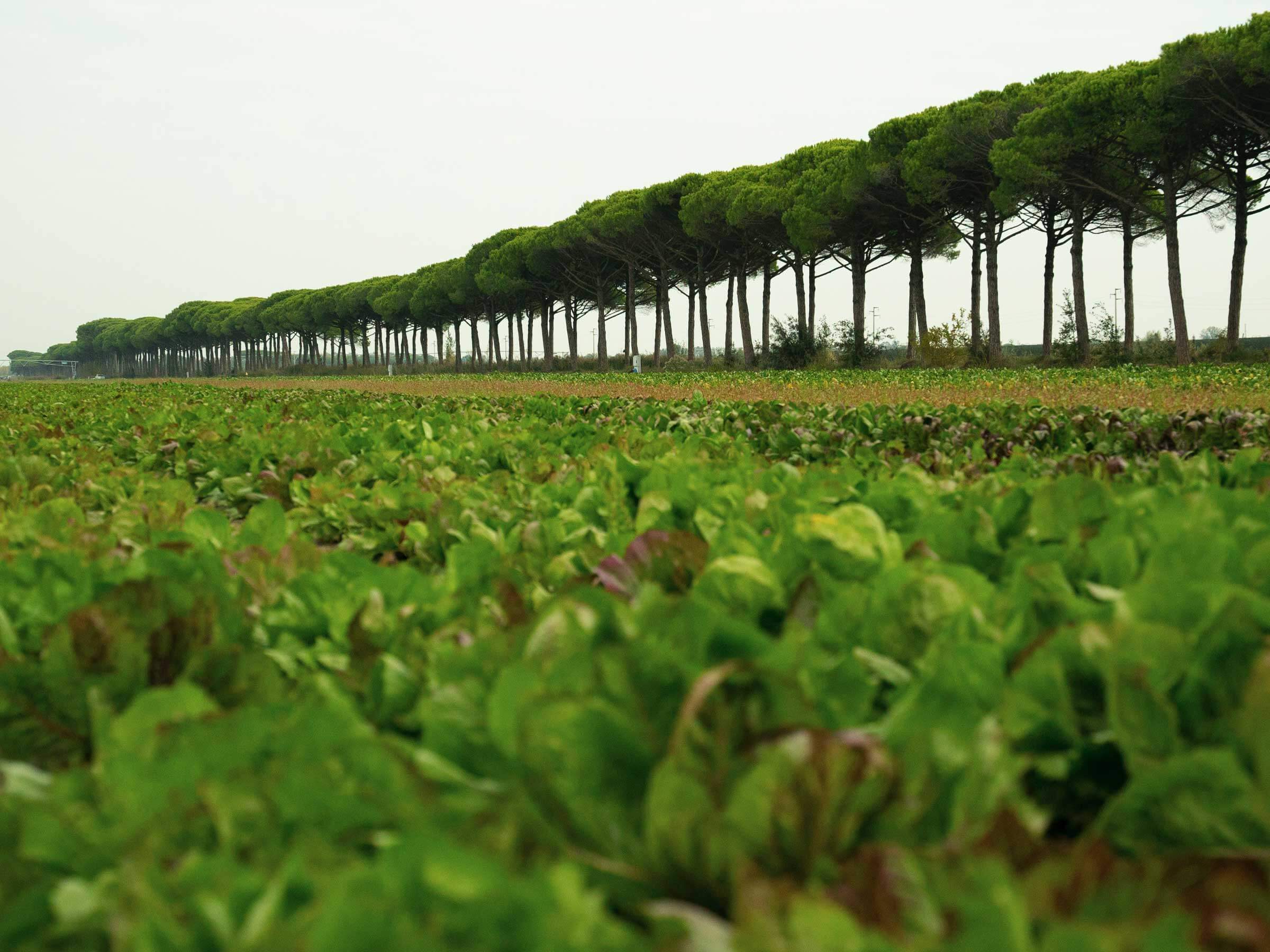 Azienda Agricola Biodinamica San Michele