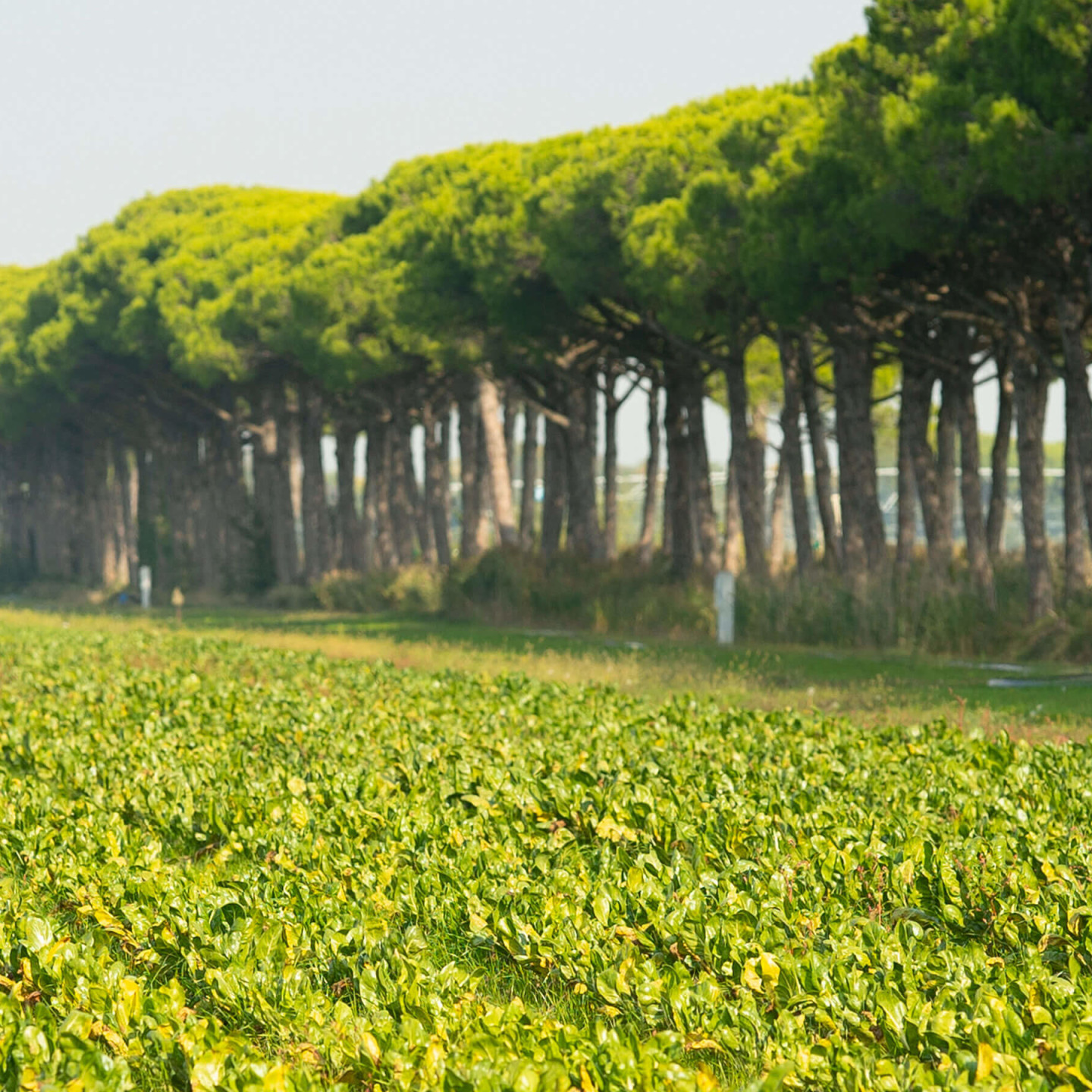 Episodio-15-NaturaSi-Podcast-2050-agricoltura-biodinamica