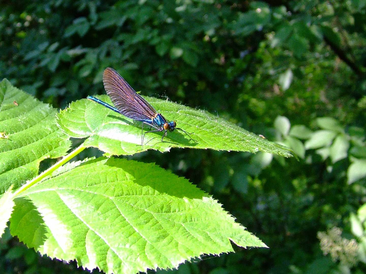 Giornata-Biodiversita-NaturaSi-2023