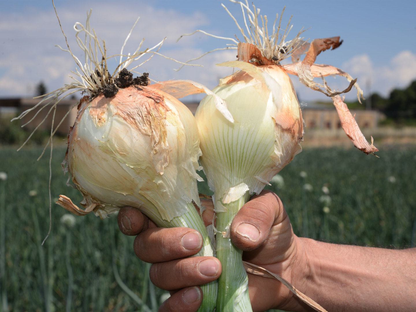 NaturaSi-Slowfood-Valori