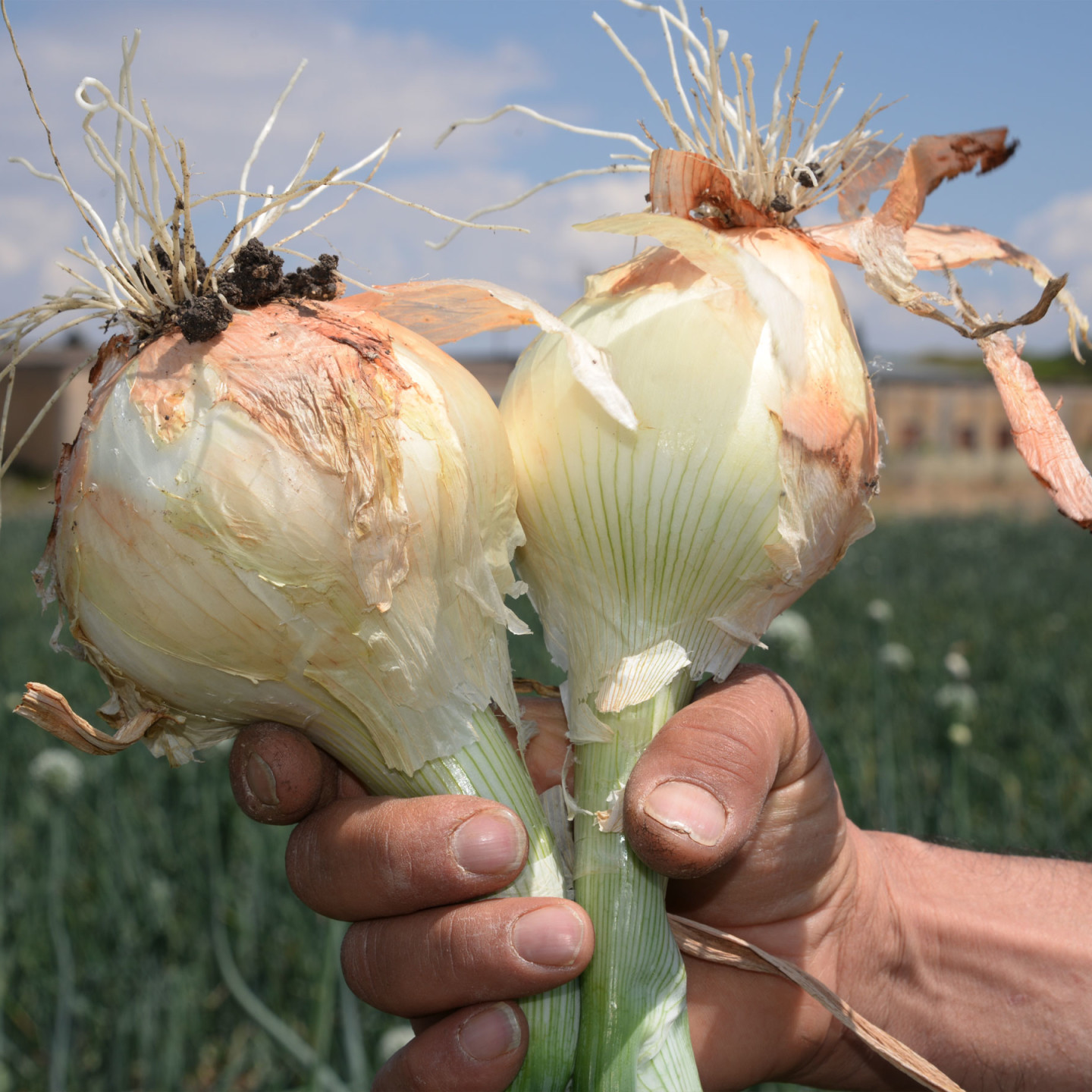 NaturaSi-Slowfood-Valori