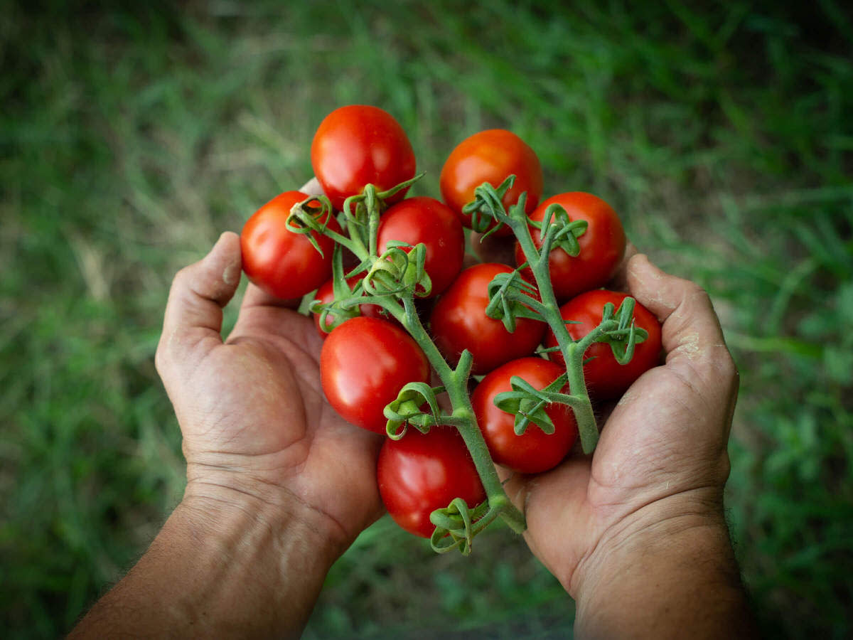 NaturaSi-Frutta-Verdura-Stagionale-Pomodoro