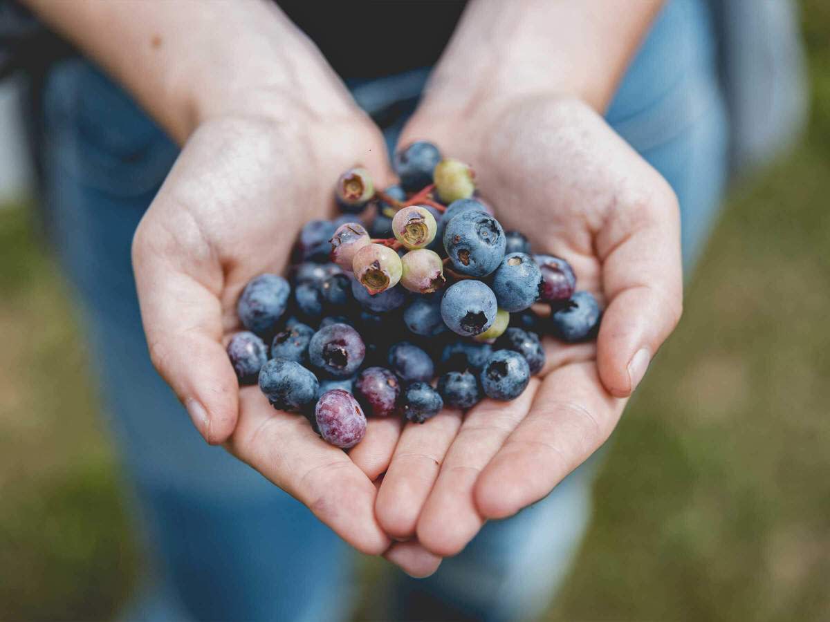 NaturaSi-Frutta-Verdura-Stagionale-Frutti di bosco