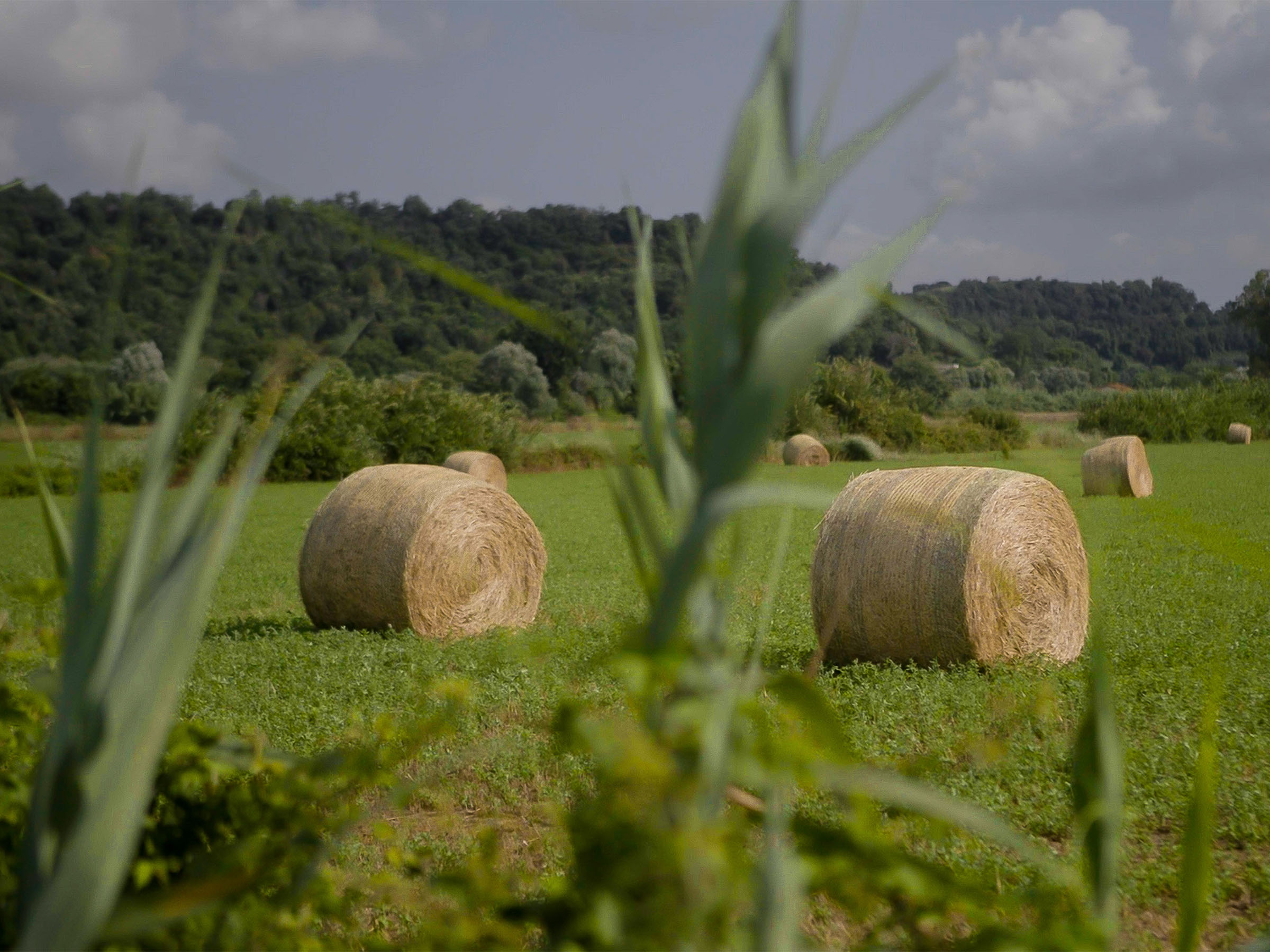 Azienda Agricola Boccea