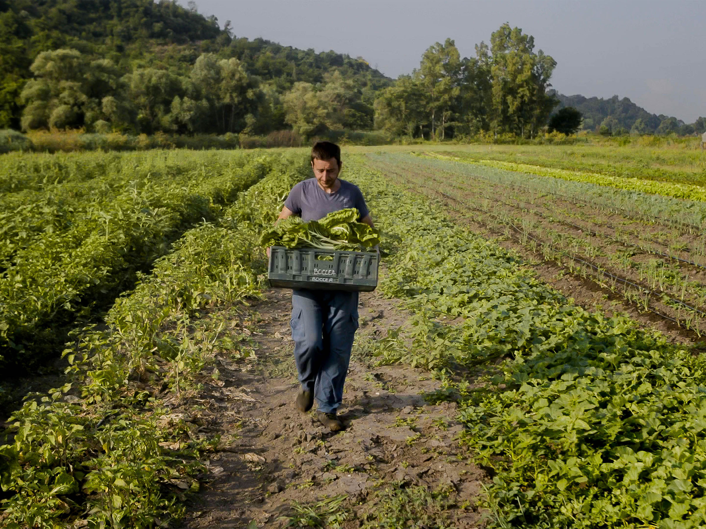 Azienda Agricola Boccea