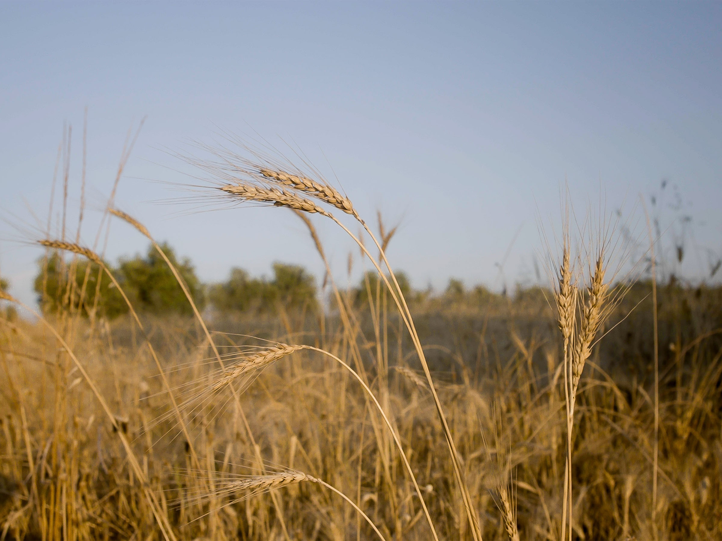 Azienda Agricola Boccea