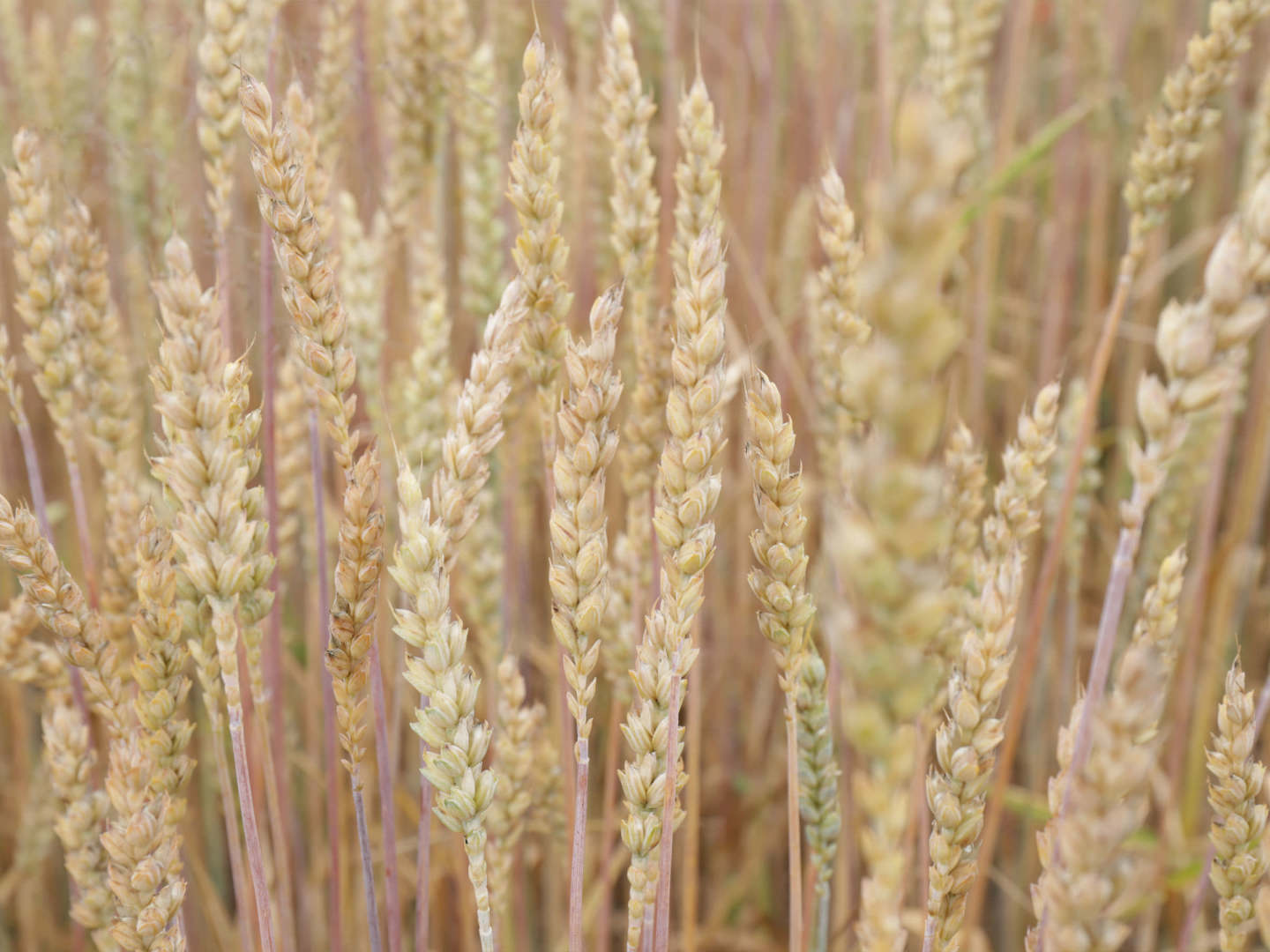 NaturaSi-Fondazione-seminare-futuro