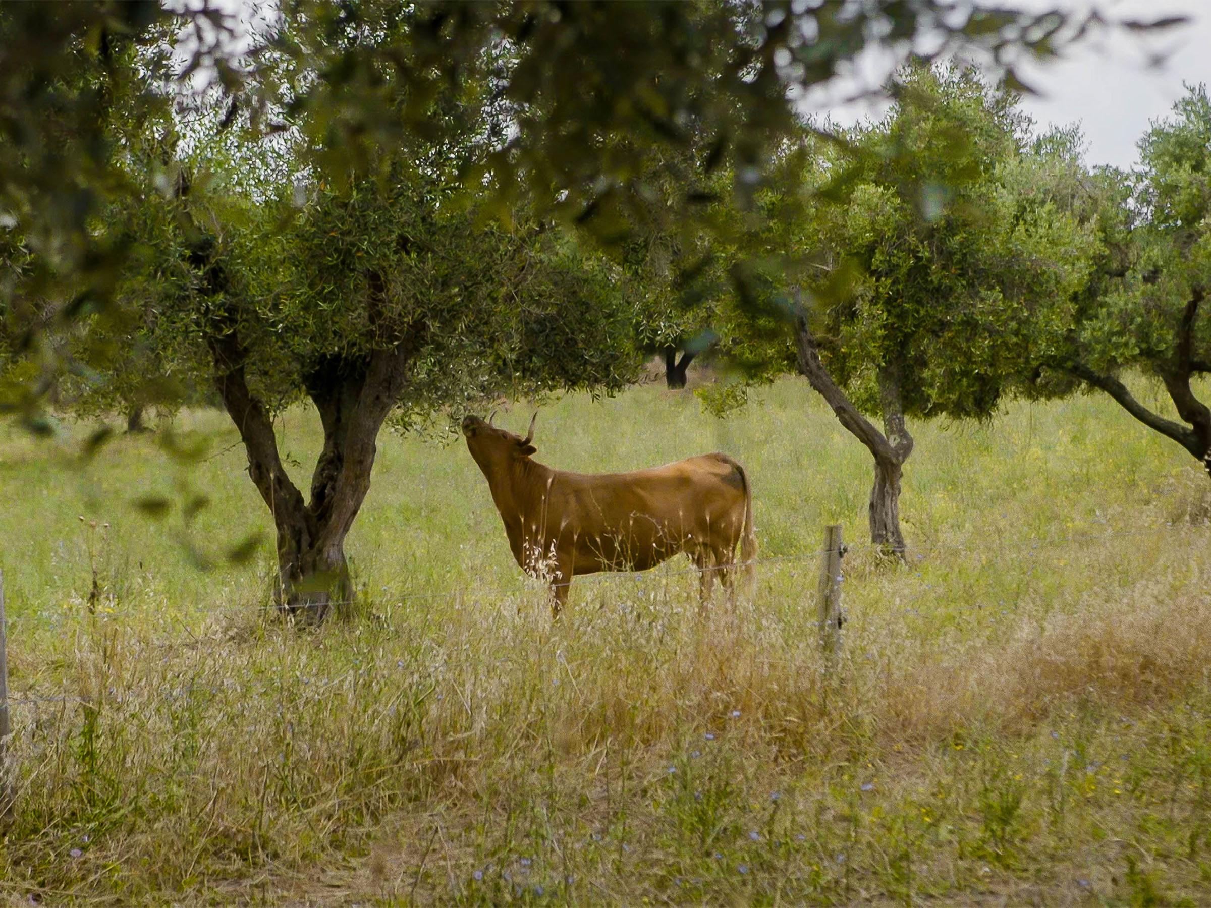 Azienda Agricola Boccea