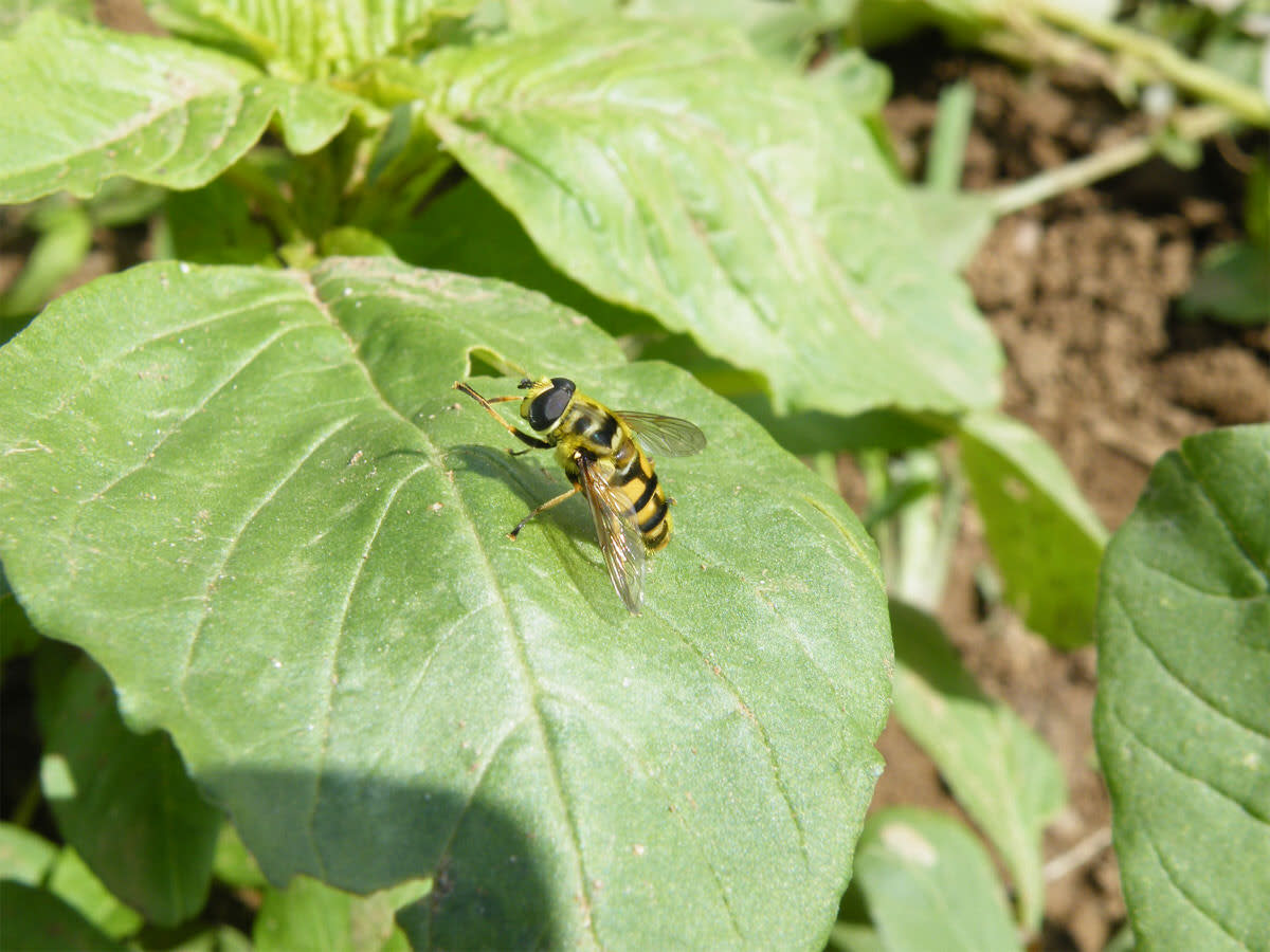 NaturaSi-Biodiversita-Nascosta