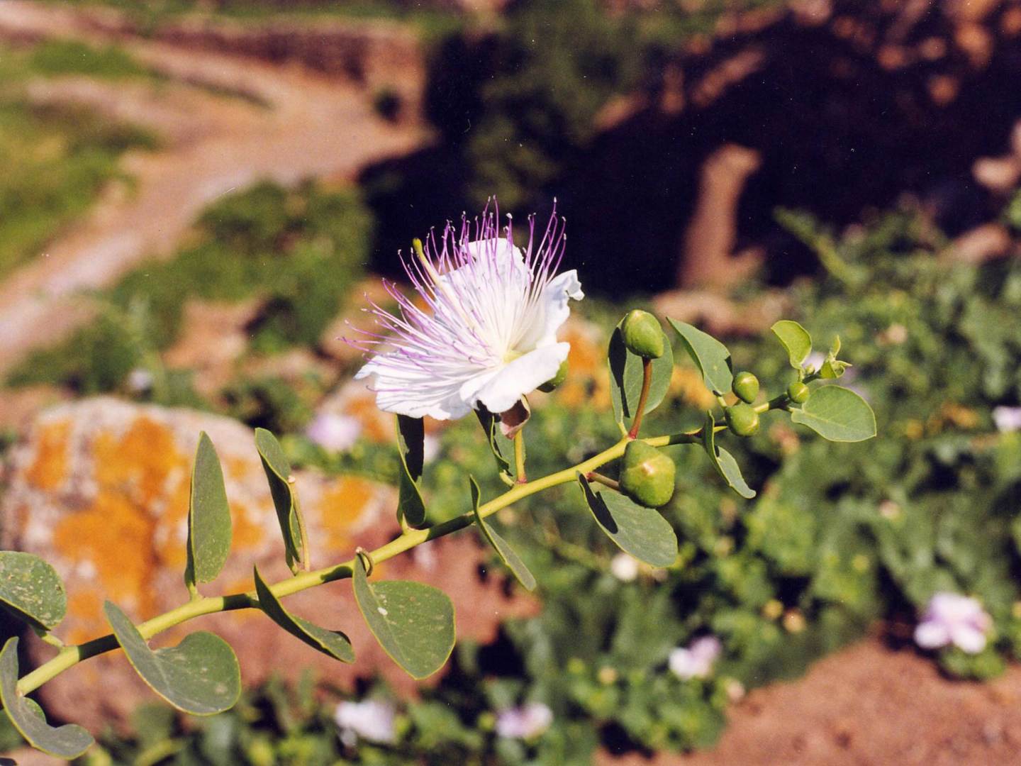 NaturaSi-Slowfood-Capperi-Salina