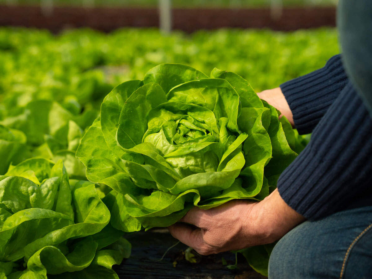 NaturaSi-Frutta-Verdura-Stagionale-Insalate