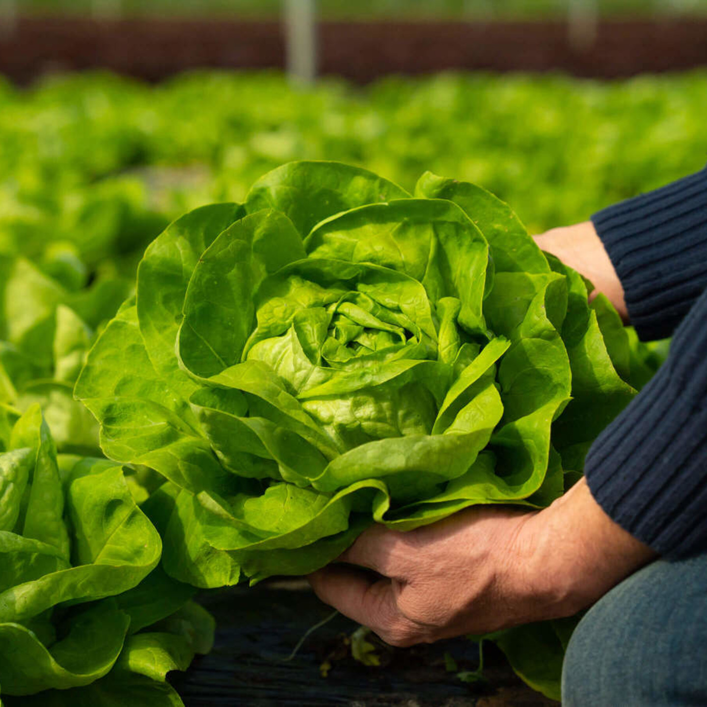 NaturaSi-Frutta-Verdura-Stagionale-Insalate