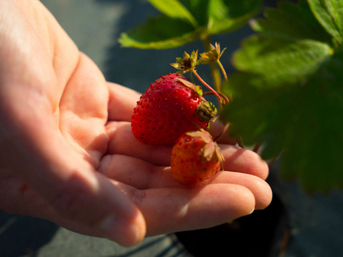 NaturaSi-Frutta-Verdura-Stagionale-Fragola