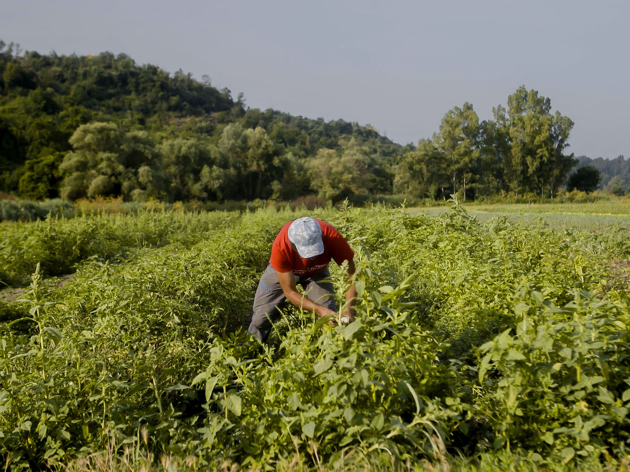 Azienda Agricola Boccea